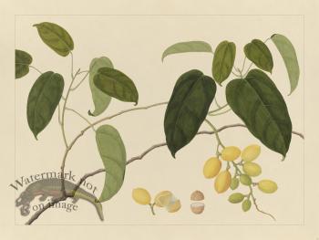 Andalas Botanicals 22
